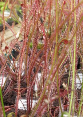 Drosera filiformis {Washington Co., FL} (red form)