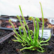 Drosera filiformis {Wharton}