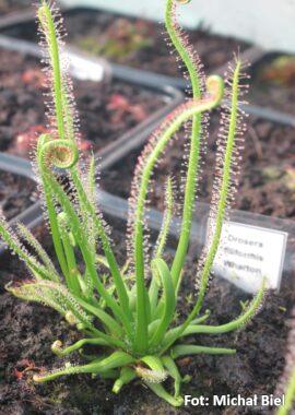 Drosera filiformis {Wharton}