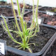 Drosera filiformis {Virginia}