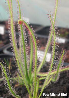 Drosera filiformis {Virginia}