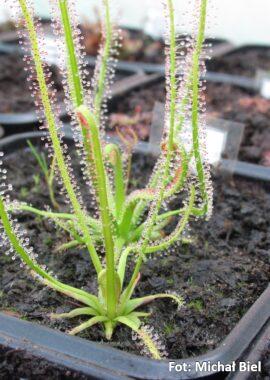 Drosera filiformis {Virginia}