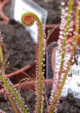 Drosera filiformis {Washington Co., FL} (red form)
