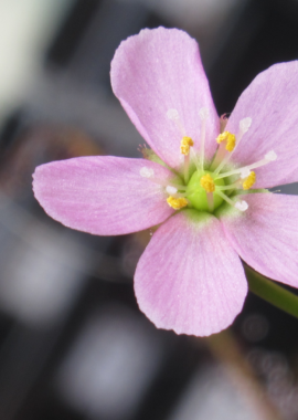 Drosera filiformis {Washington Co., FL} (red form)