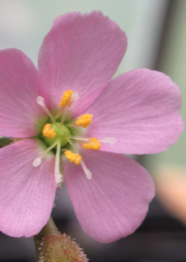 Drosera filiformis {Washington Co., FL} (red form)