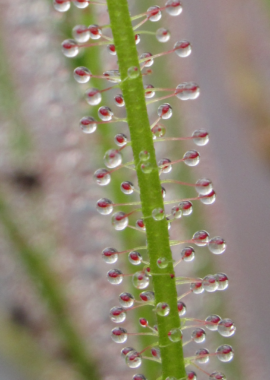 Drosera filiformis {Virginia}