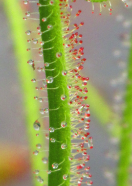 Drosera filiformis {Wharton}