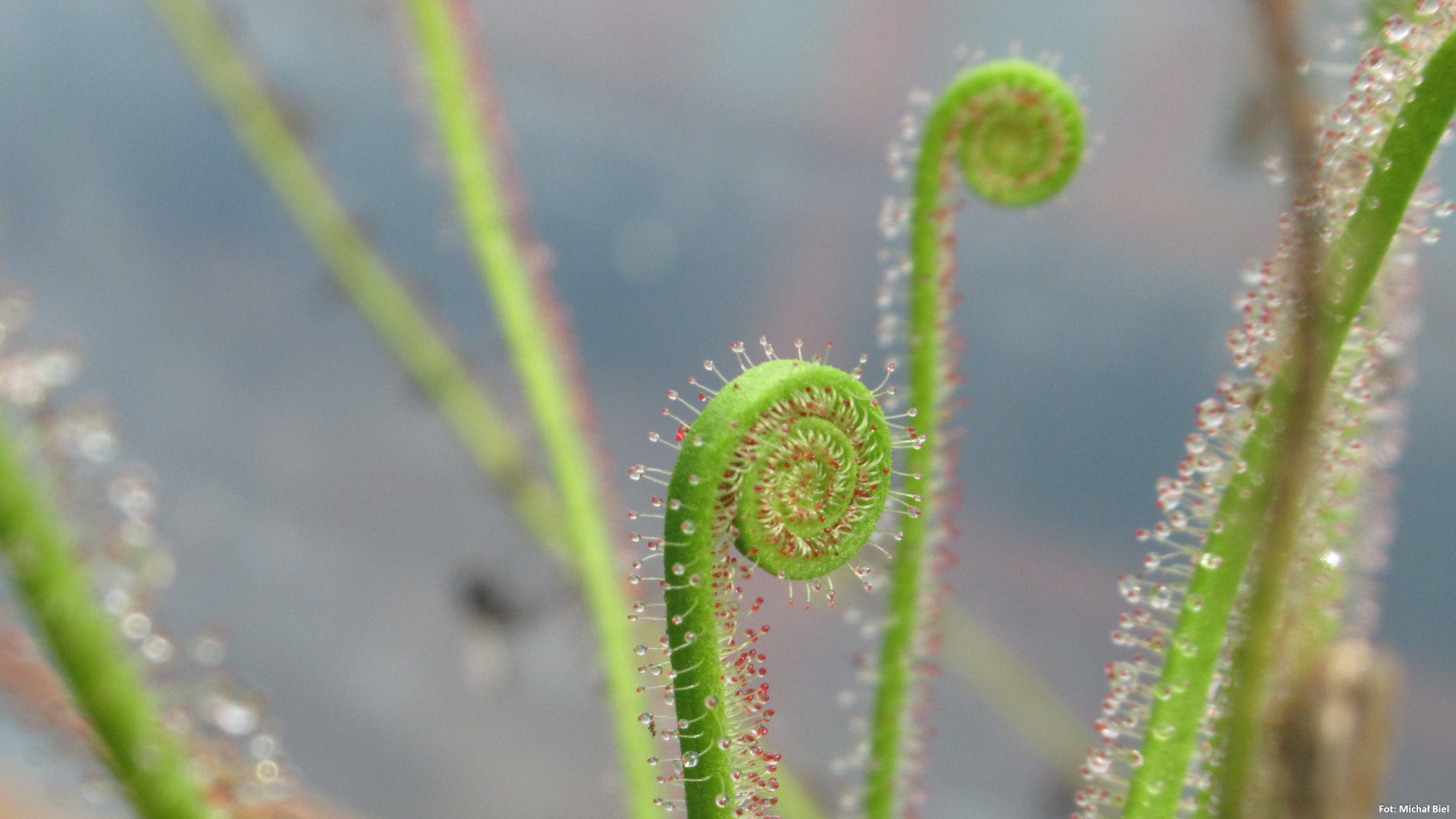 Drosera filiformis {Wharton}