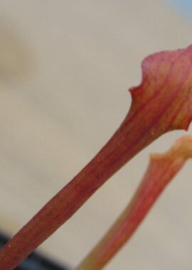 Sarracenia flava var. atropurpurea {Wewahitchka, Florida}