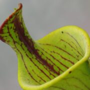Sarracenia flava (lidless)
