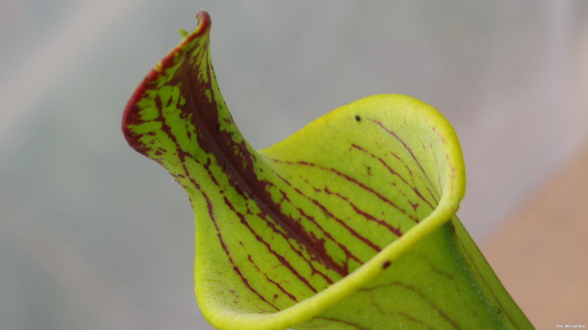 Sarracenia flava (lidless)