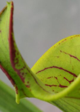 Sarracenia flava (lidless)