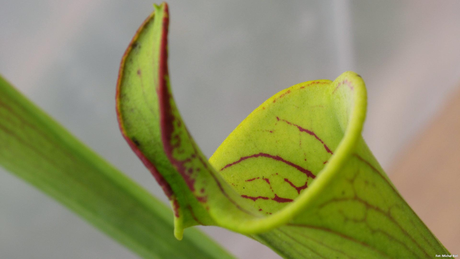 Sarracenia flava (lidless)
