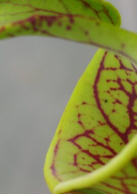 Sarracenia flava (lidless)