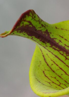Sarracenia flava (lidless)
