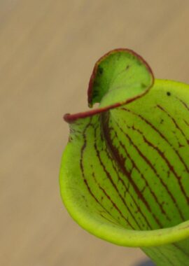 Sarracenia flava (lidless)