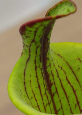 Sarracenia flava (lidless)