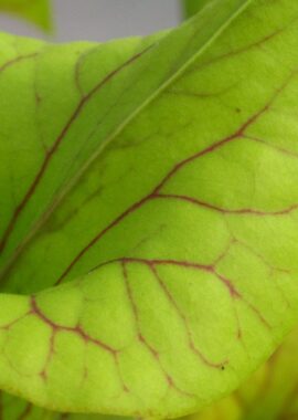 Sarracenia flava var. ornata {Holley}