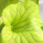 Sarracenia flava var. ornata {Holley}