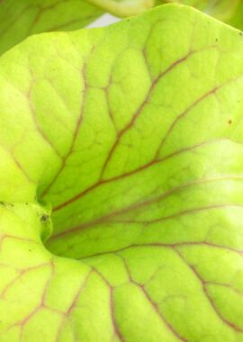 Sarracenia flava var. ornata {Holley}