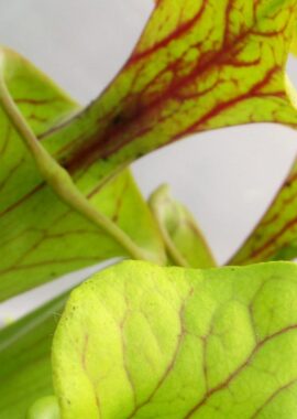 Sarracenia flava var. ornata {Holley}