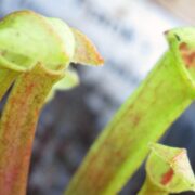 Sarracenia x 'Frank' (inverse veins) x self