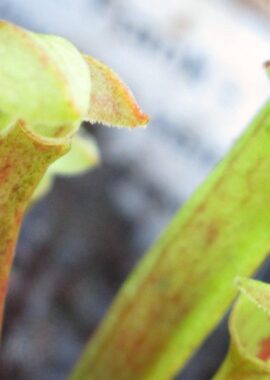 Sarracenia x 'Frank’ (inverse veins) x self