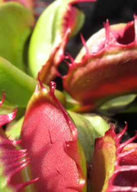 Dionaea muscipula Fused Tooth Extreme