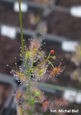 Drosera gracilis {Genoa, Vic.} (Coastal form)