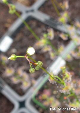 Drosera gracilis {Genoa, Vic.} (Coastal form)