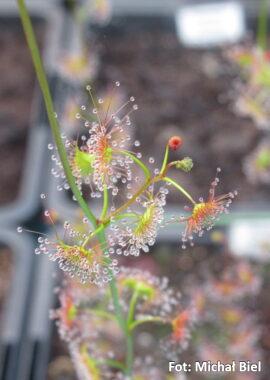Drosera gracilis {Genoa, Vic.} (Coastal form)