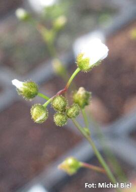 Drosera gracilis {Genoa, Vic.} (Coastal form)