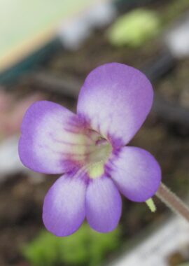 Pinguicula x 'Gina’