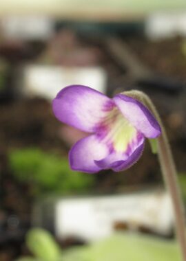 Pinguicula x 'Gina’