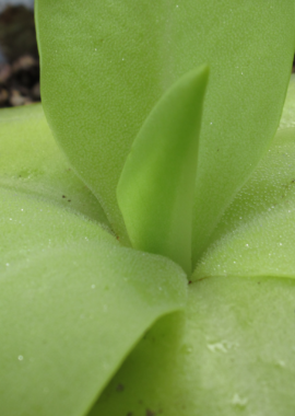 Pinguicula x 'Gina’