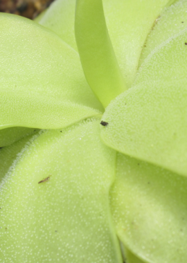 Pinguicula x 'Gina’