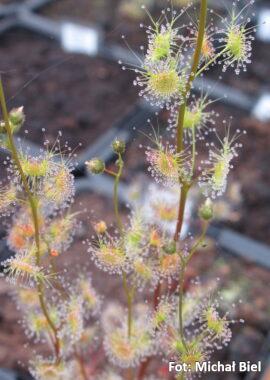 Drosera gracilis {Highlands, Vic.}