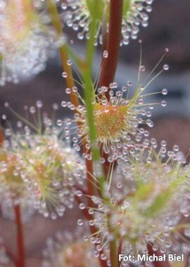 Drosera gracilis {Highlands, Vic.}