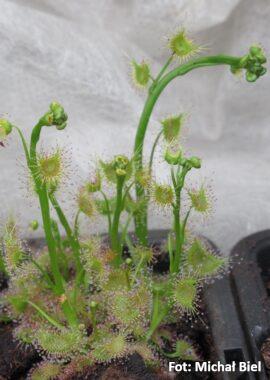 Drosera gracilis {Highlands, Vic.}