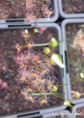 Drosera gracilis {Tianjara, NSW.}