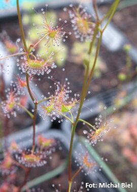 grac Drosera gracilis {Tianjara, NSW.}