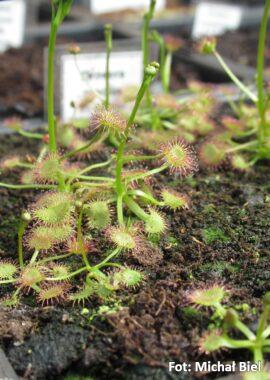 Drosera gracilis {Mt. Buffalo, Vic.}