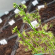 Drosera gracilis {Highlands, Vic.}