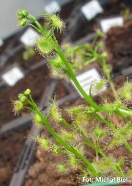Drosera gracilis {Highlands, Vic.}