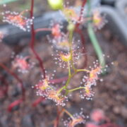 Drosera gracilis {Tianjara, NSW.}