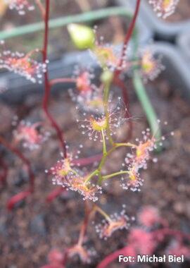 Drosera gracilis {Tianjara, NSW.}