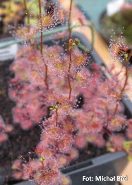 Drosera gracilis {Mt. Wombargo, Vic.}