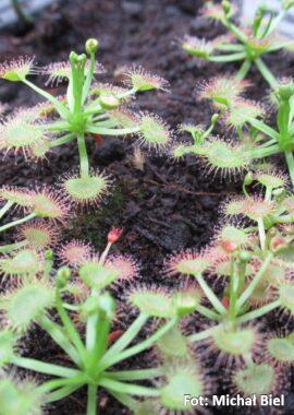 Drosera gracilis {Mt. Wombargo, Vic.}