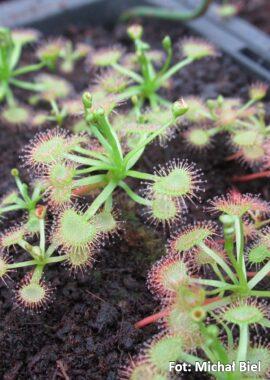 Drosera gracilis {Mt. Wombargo, Vic.}