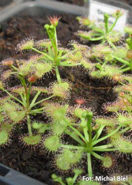 Drosera gracilis {Mt. Wombargo, Vic.}